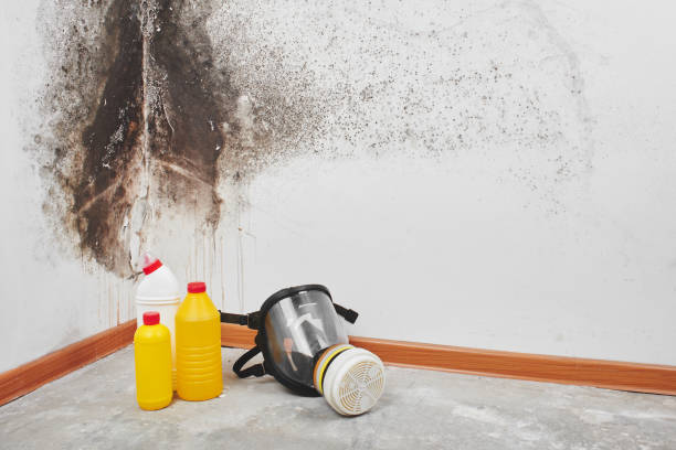 Best Attic Mold Removal  in Glenns Ferry, ID