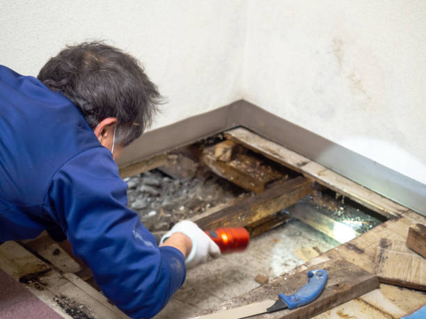 Best Black Mold Removal  in Glenns Ferry, ID