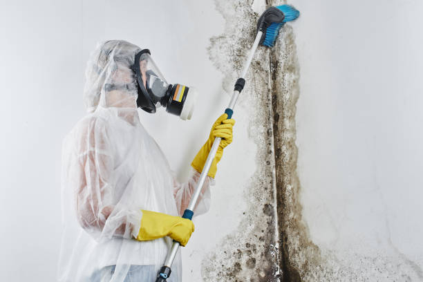 Best Toxic Mold Removal  in Glenns Ferry, ID