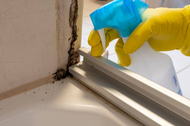 Best Professional Mold Removal  in Glenns Ferry, ID