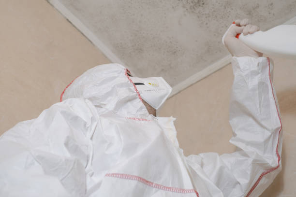 Best Local Mold Removal Service  in Glenns Ferry, ID
