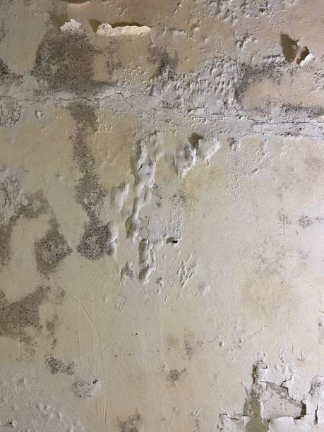 Best Residential Mold Removal  in Glenns Ferry, ID