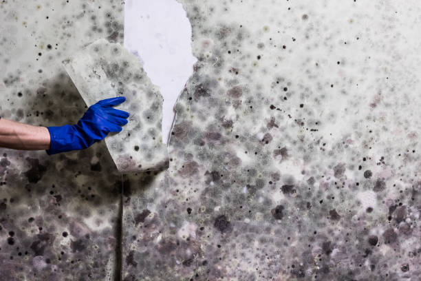 Best Commercial Mold Removal  in Glenns Ferry, ID